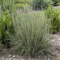 Schizachyrium scoparium Brush Strokes