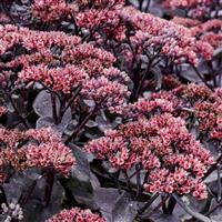Sedum Rock 'N Grow Midnight Velvet