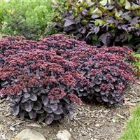 Sedum Rock 'N Grow Midnight Velvet