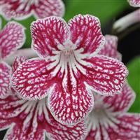 Ladyslippers Cherry Ice Streptocarpus