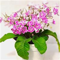 Ladyslippers Cherry Ice Streptocarpus