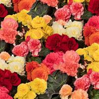 Limitless Mix Tuberous Begonia