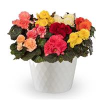 Limitless Mix Tuberous Begonia