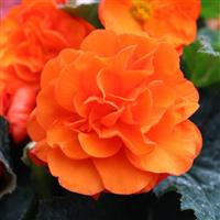 Limitless Orange Tuberous Begonia
