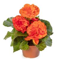 Limitless Orange Tuberous Begonia