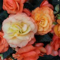 Limitless Sorbet Tuberous Begonia