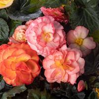 Limitless Sunrise Tuberous Begonia