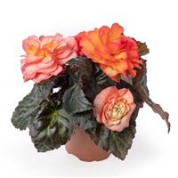 Limitless Sunrise Tuberous Begonia
