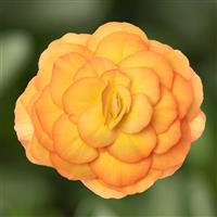 Limitless Sunset Tuberous Begonia