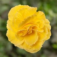 Limitless Yellow Tuberous Begonia