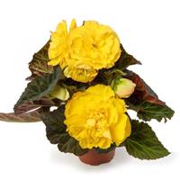 Limitless Yellow Tuberous Begonia