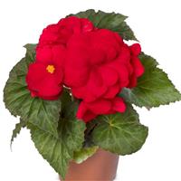 Limitless Dark Red Tuberous Begonia