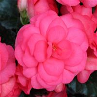 Limitless Dark Rose Tuberous Begonia