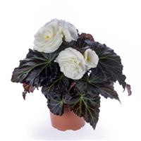 Limitless Cream Shades Tuberous Begonia