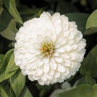 Zydeco White Zinnia