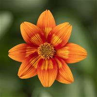 Brazen Glowing Sky Bidens