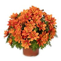 Brazen Glowing Sky Bidens