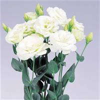 Excalibur Green Cut Flower Lisianthus