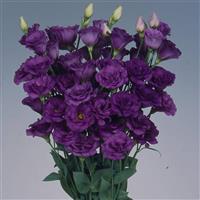 Purple Flamingo Cut Flower Lisianthus