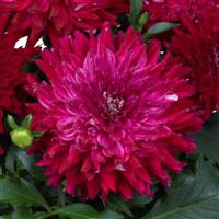 Megaboom Raspberry Ice Dahlia