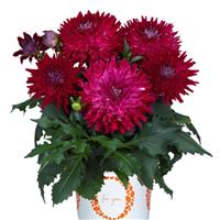 Megaboom Raspberry Ice Dahlia