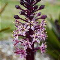 Eucomis Crowning Glory Purple Reign