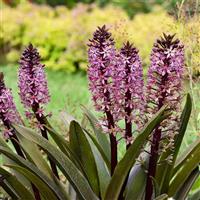 Eucomis Crowning Glory Purple Reign