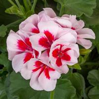 Calliope Medium White Splash Interspecific Geranium