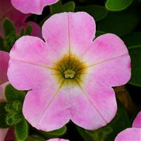 Itsy Pink Petunia