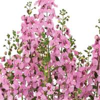 Aria Alta Pink Bicolor Angelonia