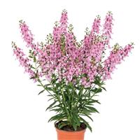 Aria Alta Pink Bicolor Angelonia
