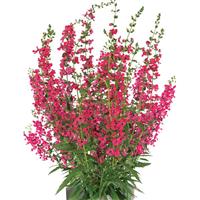 Aria Alta Raspberry Angelonia