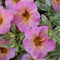 Calico Calibrachoa