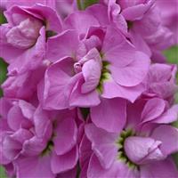 Centum™ Pink Matthiola