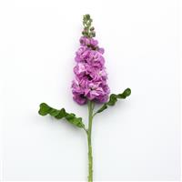 Centum™ Pink Matthiola