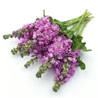Centum™ Pink Matthiola