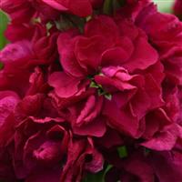 Centum™ Red Matthiola