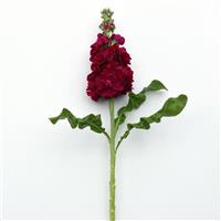 Centum™ Red Matthiola