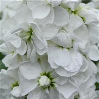 Centum™ White Matthiola