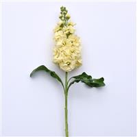 Centum™ Yellow Matthiola