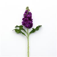 Centum™ Deep Blue Matthiola