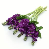 Centum™ Deep Blue Matthiola