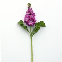 Centum™ Deep Rose Matthiola