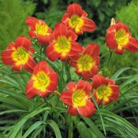 Hemerocallis Christmas Is