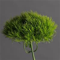 Green Ball™ Dianthus