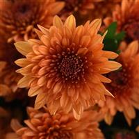 Blazing Orange Garden Mum