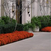 Blazing Orange Garden Mum