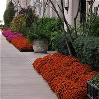 Blazing Orange Garden Mum