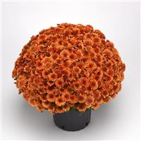 Blazing Orange Garden Mum