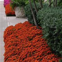 Blazing Orange Garden Mum